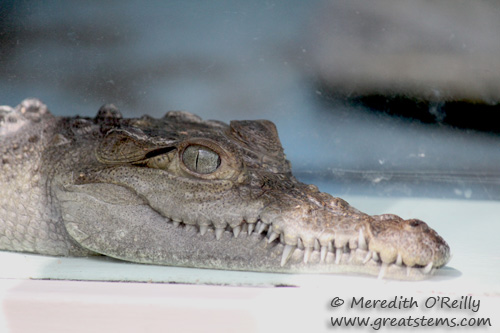 amercroc03-16-12.jpg