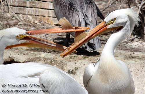 amerpelicans03-16-12.jpg