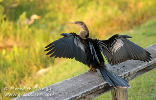 anhinga03-13-12.jpg