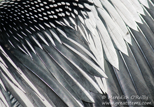 anhingafeathers03-13-12.jpg