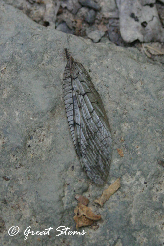 antpull07-11.jpg