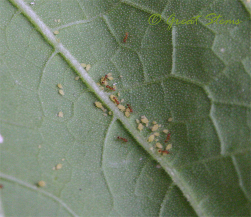 aphids08-13-09.jpg