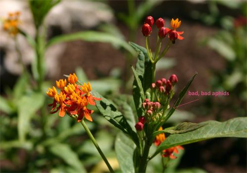 aphidsonmilkweed06-05.jpg