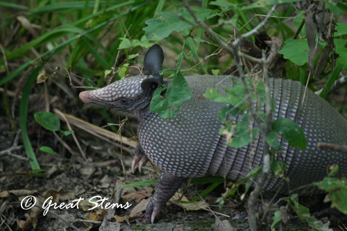 armadillo07-28-11.jpg