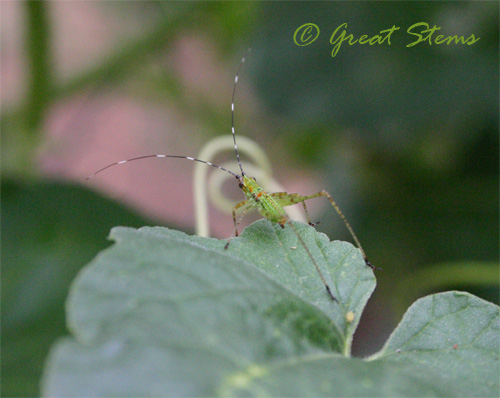 assassinbugnymph09-01-09.jpg