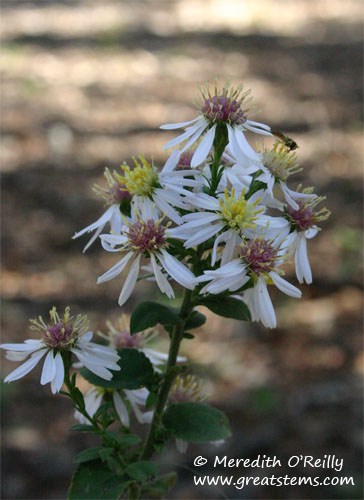 aster11-29-11.jpg