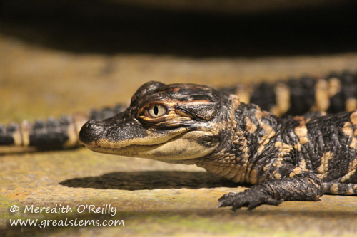 babyalligator03-16-12.jpg