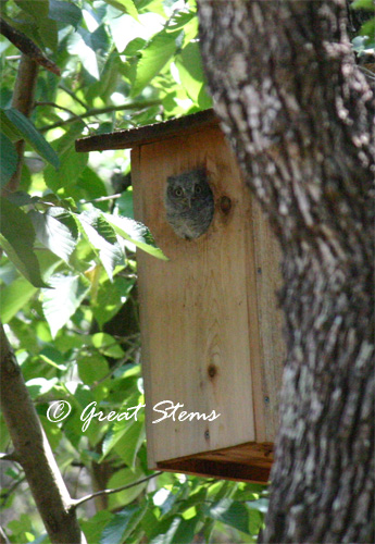 babyowl05-15-11.jpg