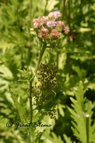 babyspiders08-15-10.jpg