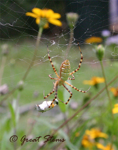 bandedgardenspidera07-04-10.jpg