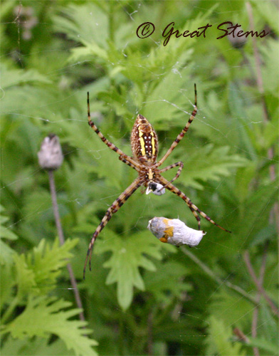 bandedgardenspiderb07-04-10.jpg