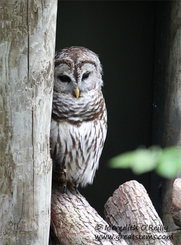 barredowl03-16-12.jpg