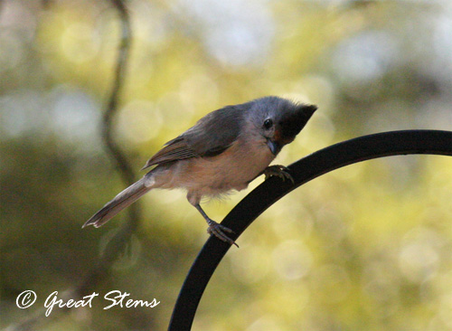 bctitmouse09-26-11.jpg