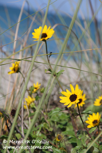 beachflowers03-12-12.jpg