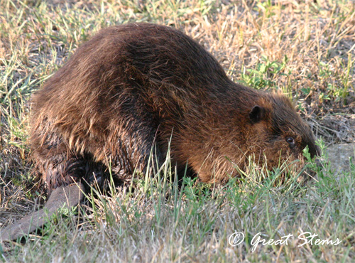 beaver07-11.jpg