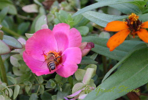 bee08-15-09.jpg