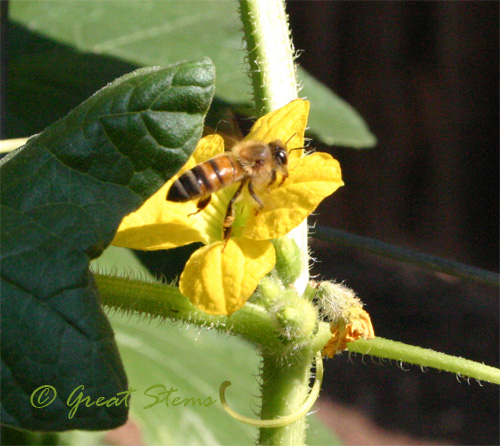 bee08-25-09.jpg