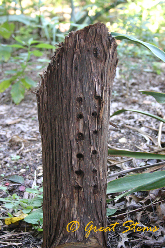 beebox10-31-09.jpg