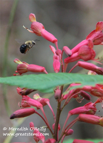 beeonbuckeye03-11-12.jpg