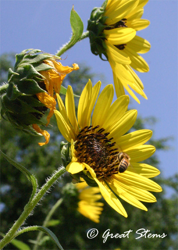 beesunflower06-20-11.jpg