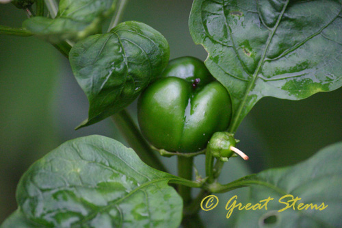 bellpepper06-04-10.jpg