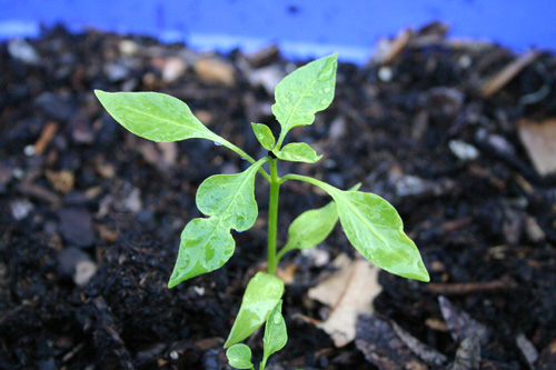 bellpepperseedling.jpg