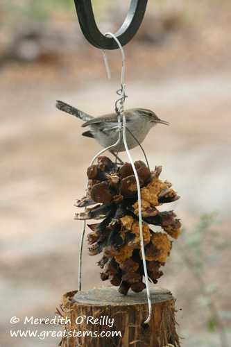 bewickwrenpinecone01-12-12.jpg