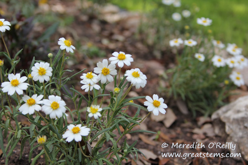 bfdaisies03-19-12.jpg