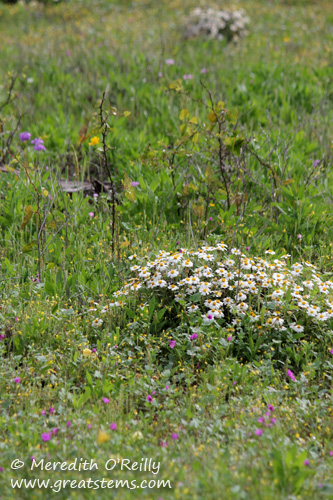 bfdaisya03-29-12.jpg