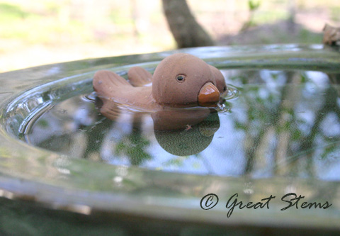 birdbath03-14-10.jpg