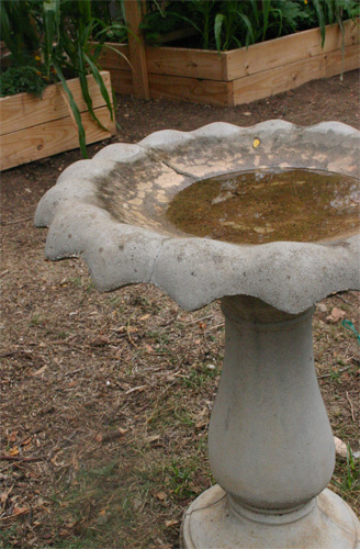 birdbath09-09-09.jpg