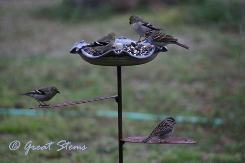 birds02-20-11.jpg