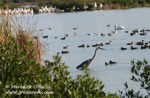 birdsinCorpusChristi11-18-11.jpg