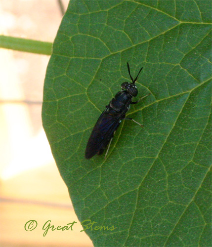 blackbug08-13-09.jpg