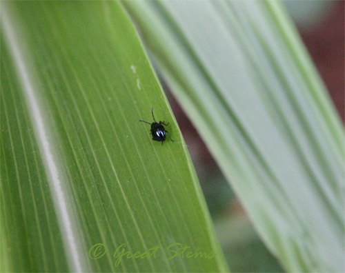 blackbug09-01-09.jpg