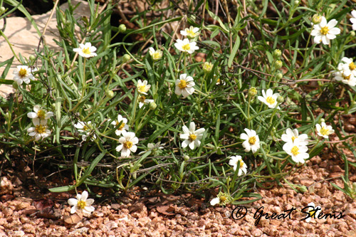 blackfootdaisies09-09-10.jpg