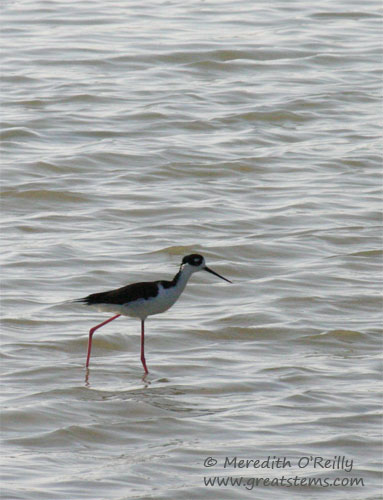 blackneckedstilt11-17-11.jpg