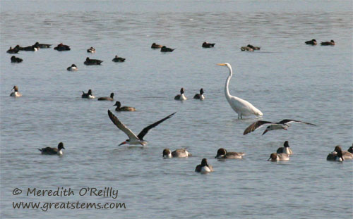 blackskimmers11-18-11.jpg