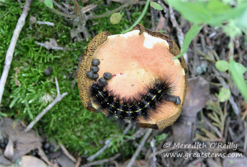 blpmushroome04-07-12.jpg