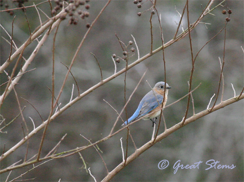 bluebird02-21-11.jpg