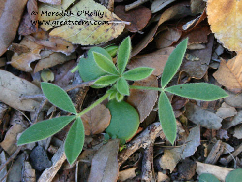 bluebonnetseedling11-24-11.jpg