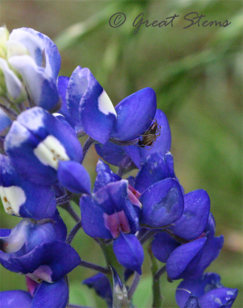 bluebonnetspider04-14-10.jpg