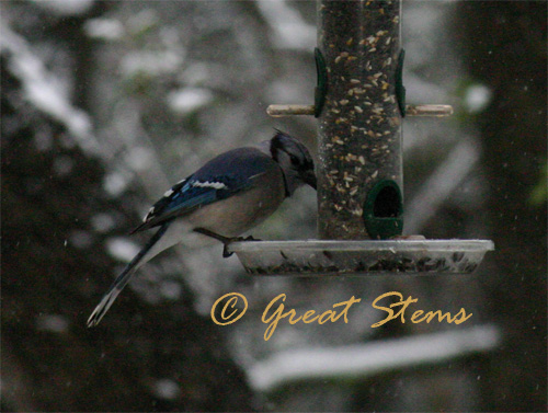 bluejay02-23-10.jpg