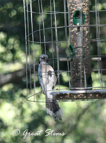 bluejay06-18-10.jpg