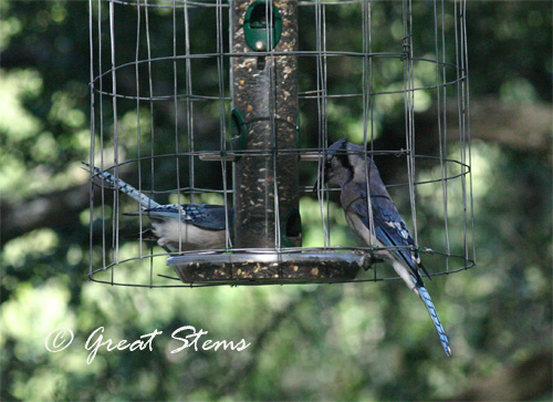 bluejays06-18-10.jpg