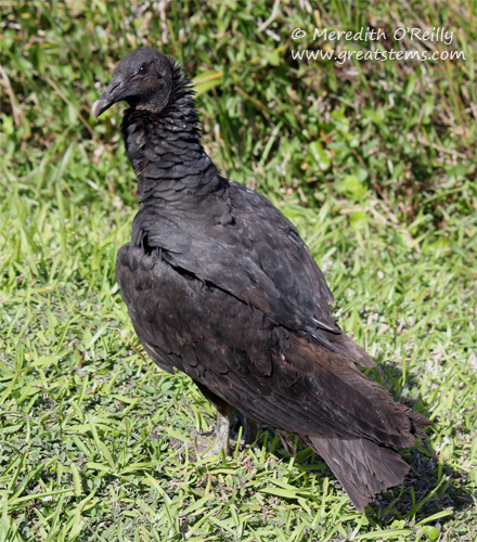 blvulture03-13-12.jpg