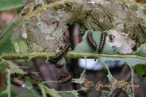 bordpatchcata07-02-10.jpg