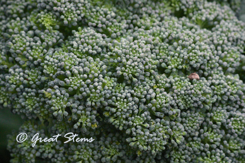 broccoli02-03-11.jpg