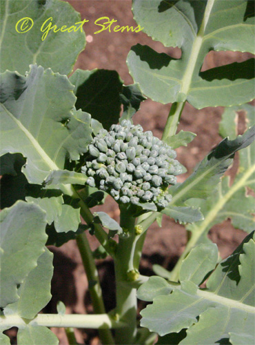 broccoli03-14-10.jpg