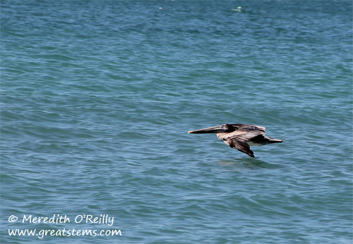 brpelican03-12-12.jpg